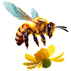 honeybee