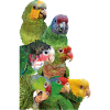 Amazonian parrots