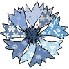 bunte_Kornblume