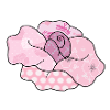 bunte_Rose