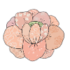 Abricorose