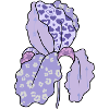 Bunte_Iris