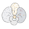 Weisse_Musterorchidee
