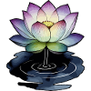 Lotus in puddle