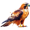 Falcon
