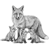 Renard et ses petits 