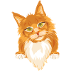Chat roux timide et mignon