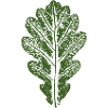 Eichenblatt / Blätter Design