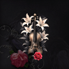 Violin in Lilies and Night Roses
