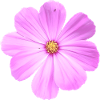 fleur