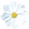 fleur