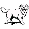 Golden Retriever Dogs T-shirt Gift