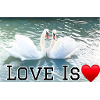 L’amour est le cœur du cygne