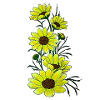 Sunflower Magic Nature's Yellow