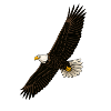 Eagle in Flight Distinct Graphics