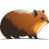 Dassie