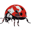 Ladybug3