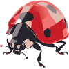 Ladybug4