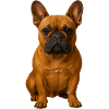 Frenchie Portrait Powerful Pose