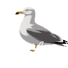 Hurler doucement mouette illustration drôle dire