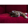 Cute tabby baby cat, lying, photography