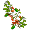 Fleur