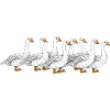 Geese