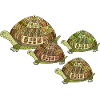 turtles