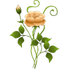 Fleur