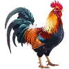 Rooster3