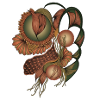 Earth Tone Flower Shapes