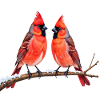 Twin Cardinals in Winter