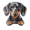 Illustration de chiot teckel
