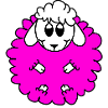 Merino sheep