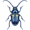 Aquarelle d'un Scarabée Bleu Métallique