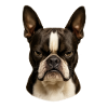 Impressive Boston Terrier View