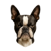 Boston Terrier Head Portrait
