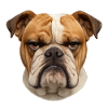 Bulldog Gaze Hard Serenity