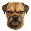 Grim Dog Face | Border Terrier