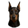 Doberman Head Portrait