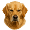 Golden Retriever Head Portrait