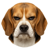 Beagle-Porträt mit ernster Mimik