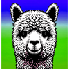 Alpaca