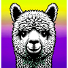 Alpaca