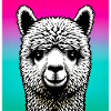 Alpaca