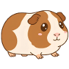 guinea pig