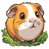 guinea pig