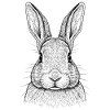 Rabbit Bunny