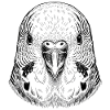 Budgerigar