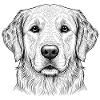 Golden Retriever Dog